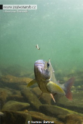 Grayling by Rostislav Štefánek 
